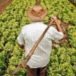 Crise dos agricultores expõe hipocrisia verde e queda da França como celeiro europeu